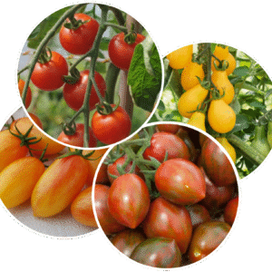 Tomates Cerises