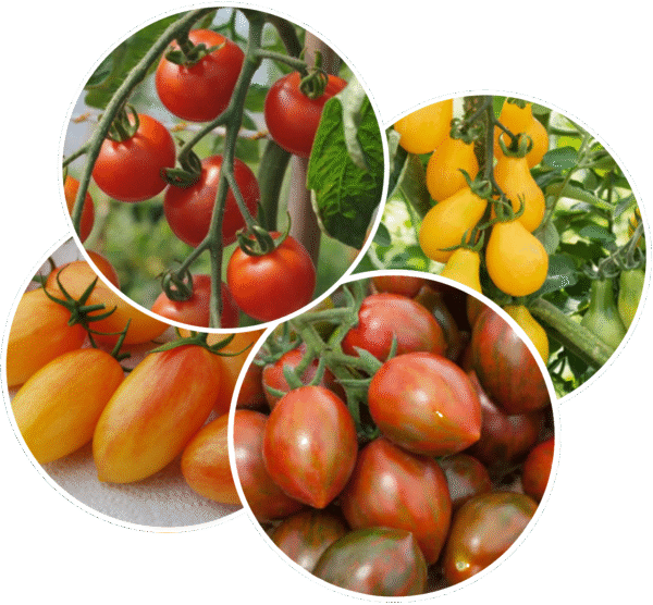 Tomates Cerises